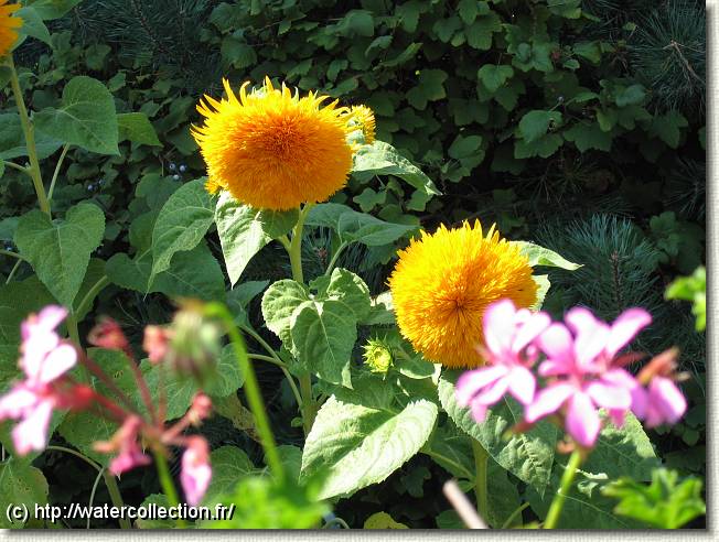 Diapositive suivante